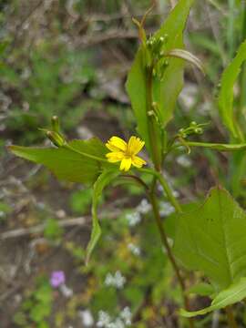 Sivun Rhagadiolus edulis Gaertn. kuva