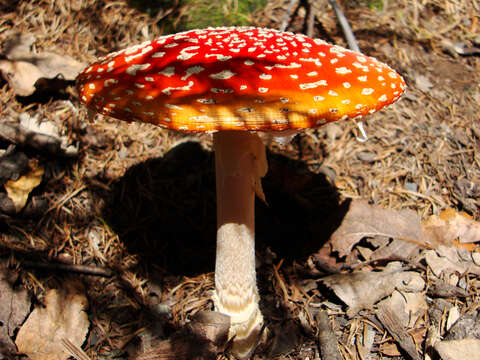 Image of Fly agaric