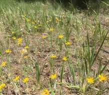 Image of Flagstaff ragwort