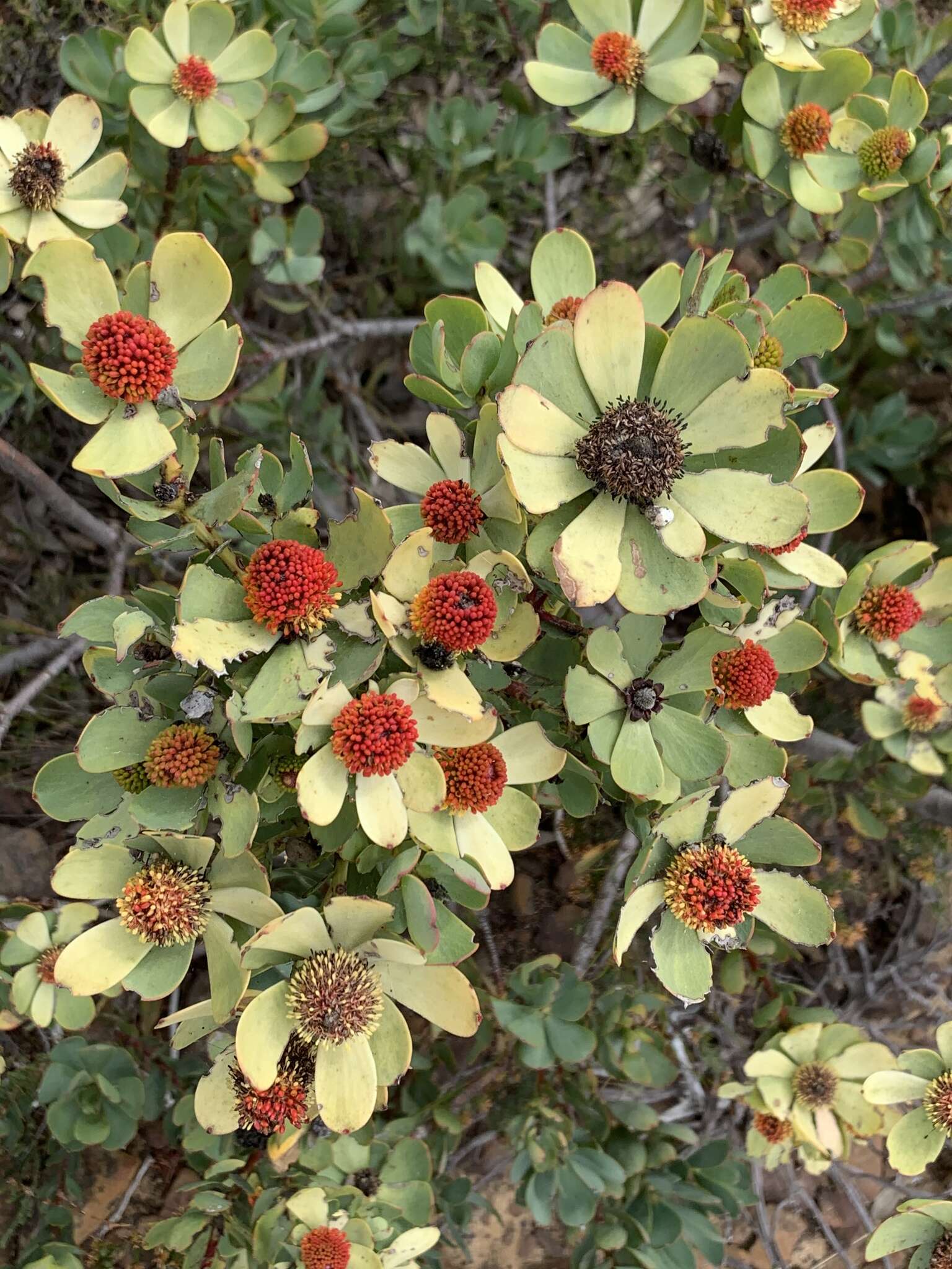 Plancia ëd Leucadendron discolor Buek ex Meissn.