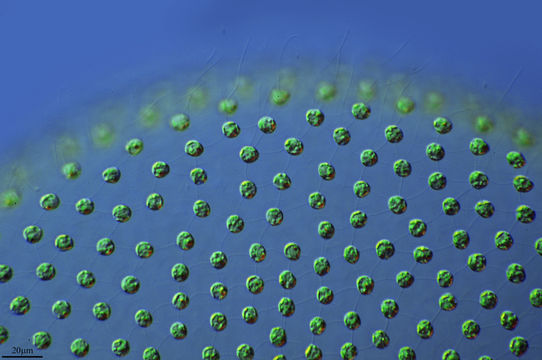 Image of <i>Volvox aureus</i>