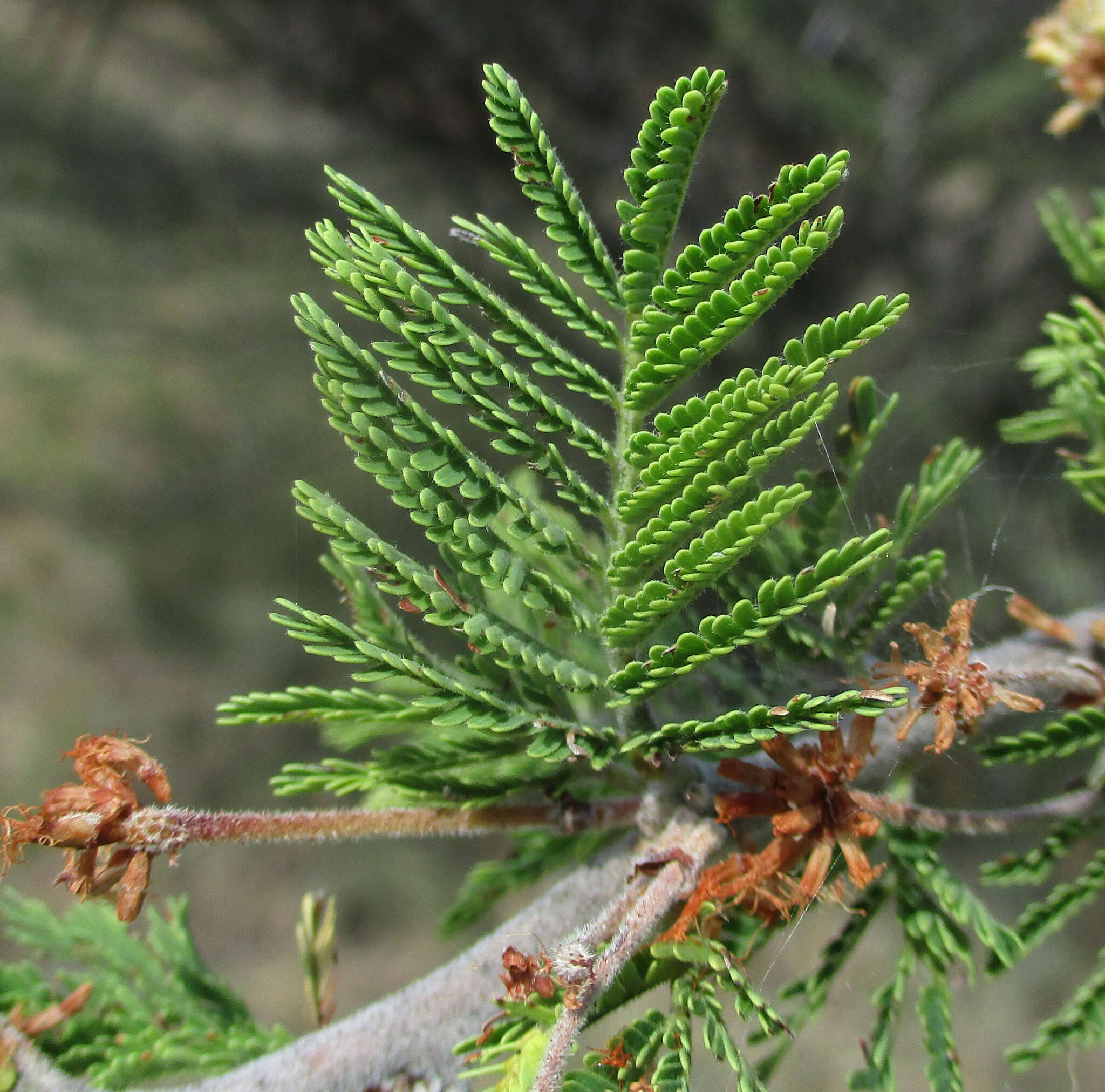 Vachellia hebeclada (DC.) Kyal. & Boatwr. resmi