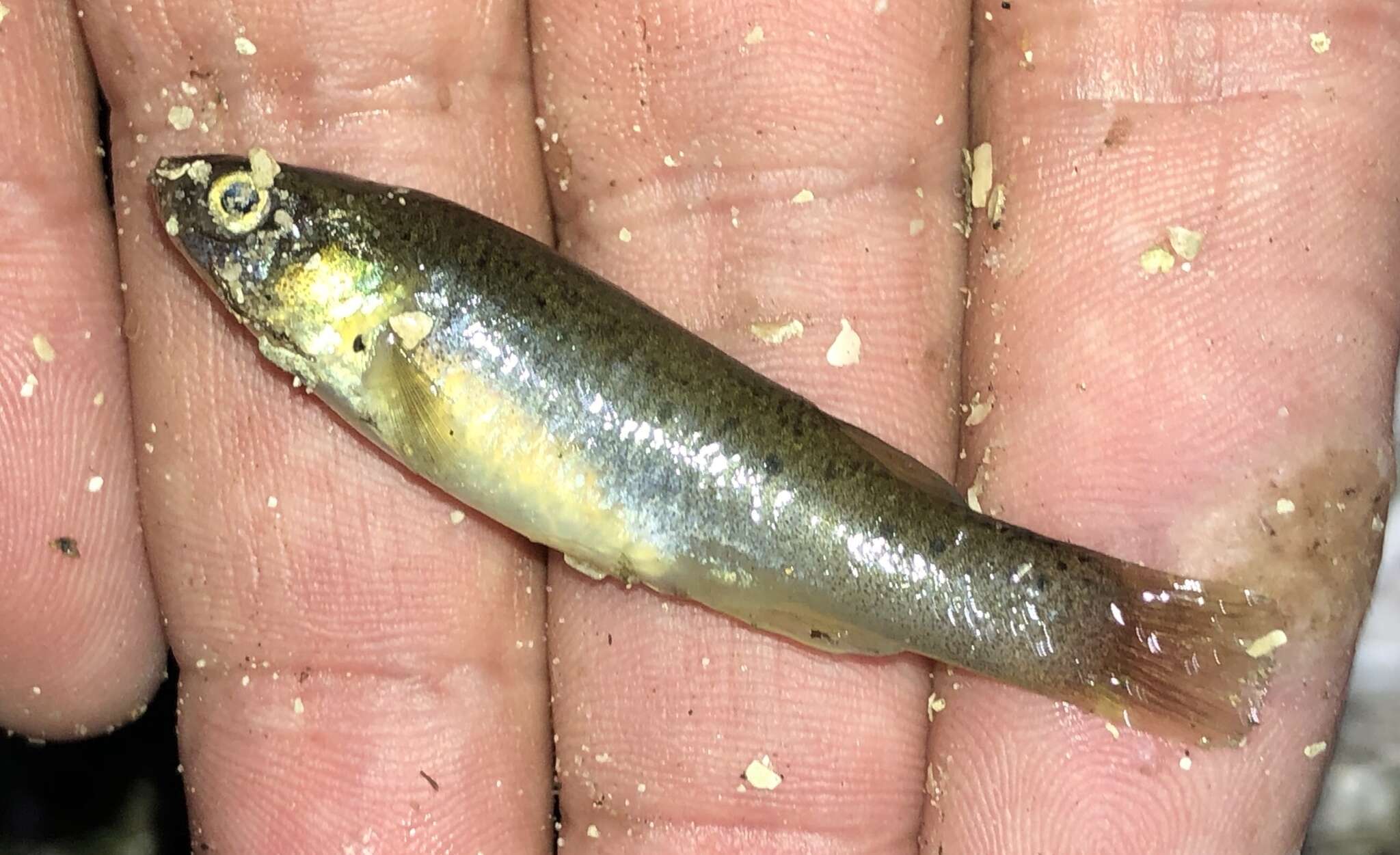 Image of Bayou Killifish