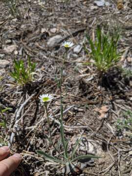 Image of Jones' fleabane