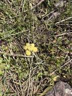 Image of leafy wildparsley