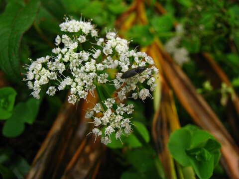 Imagem de Oenanthe rosthornii Diels