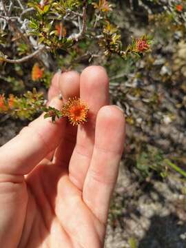 Image of Melaleuca asterocarpa (Hnatiuk) Craven & R. D. Edwards