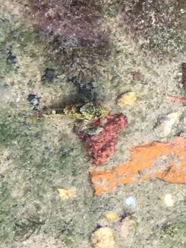 Image of Pygmy Sculpin