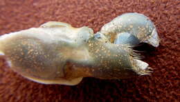 Image of brownbar snapping shrimp