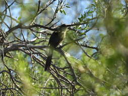 Image of Dark-billed Cuckoo