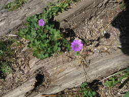 Image of hedgerow geranium