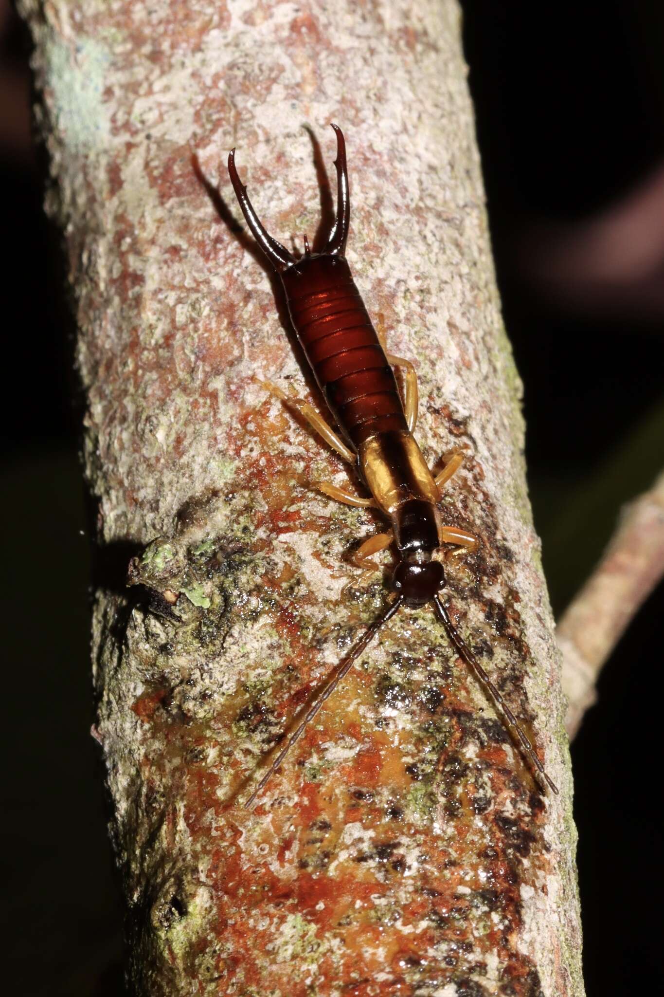 Image of Doru aculeatum (Scudder 1876)