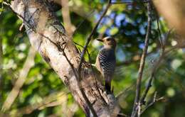Image of Yucatan Woodpecker