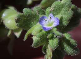 Image of Grey Field-speedwell