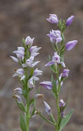 Image of Cephalanthera kurdica Bornm. ex Kraenzl.