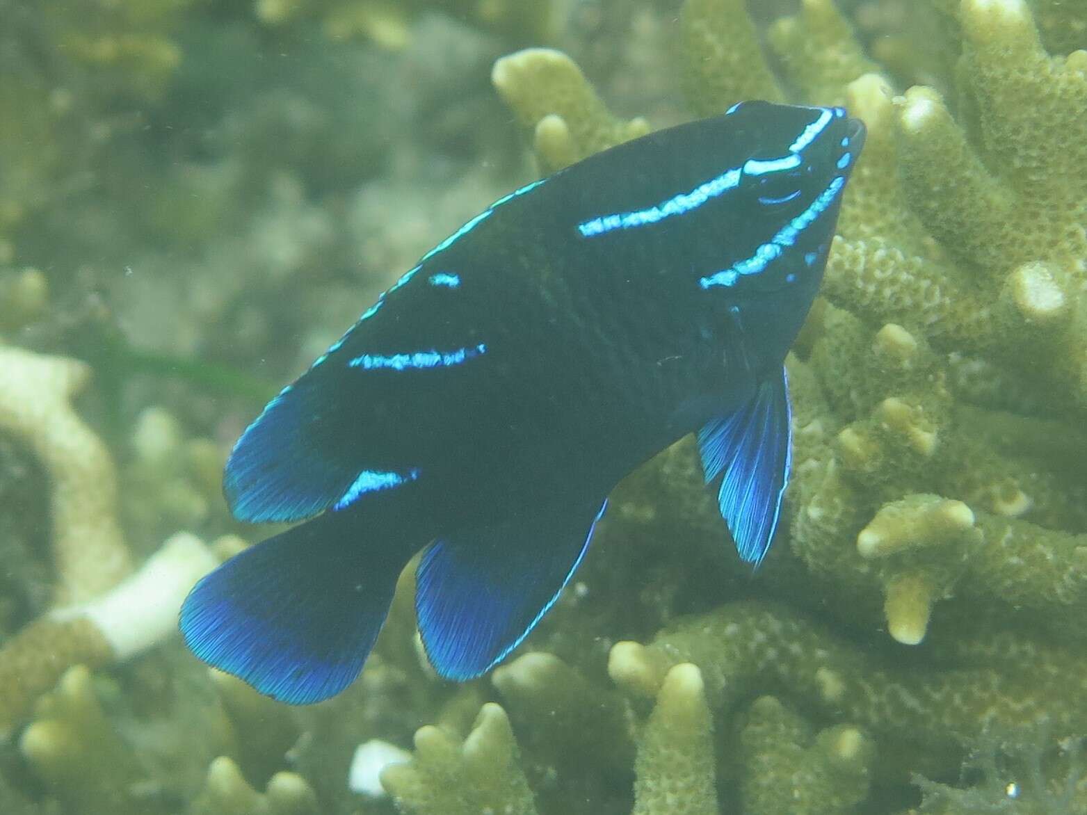 Image of Blue-streak damsel