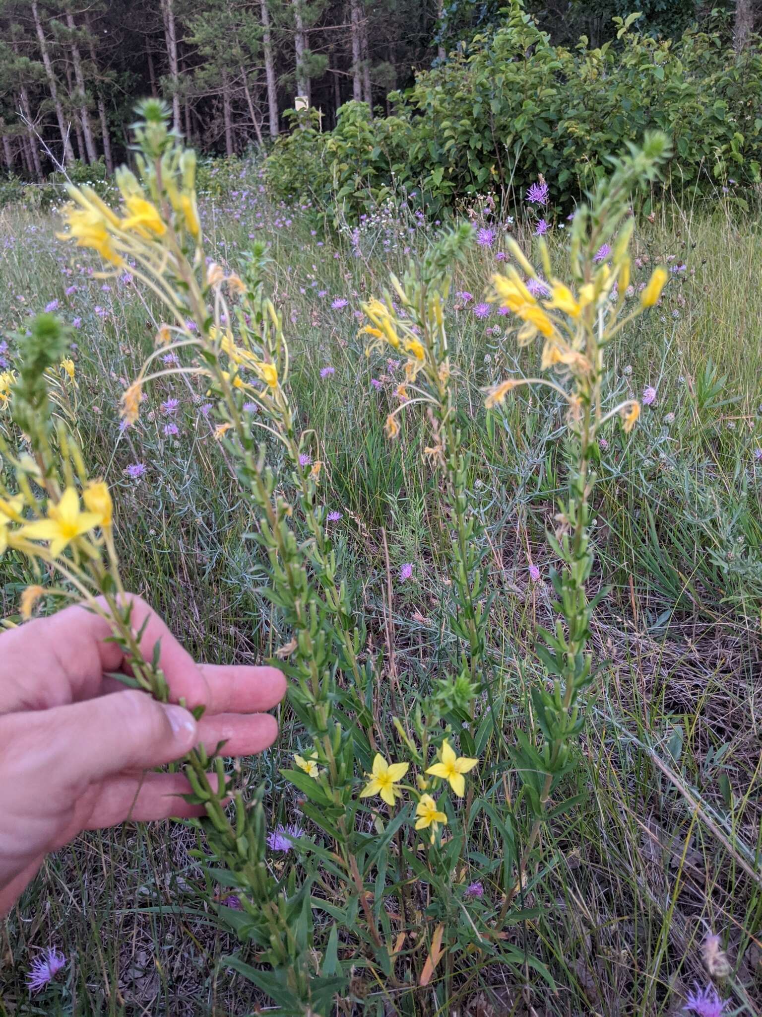 Imagem de Oenothera clelandii W. Dietrich, P. H. Raven & W. L. Wagner