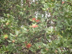 Image of Little Wattlebird