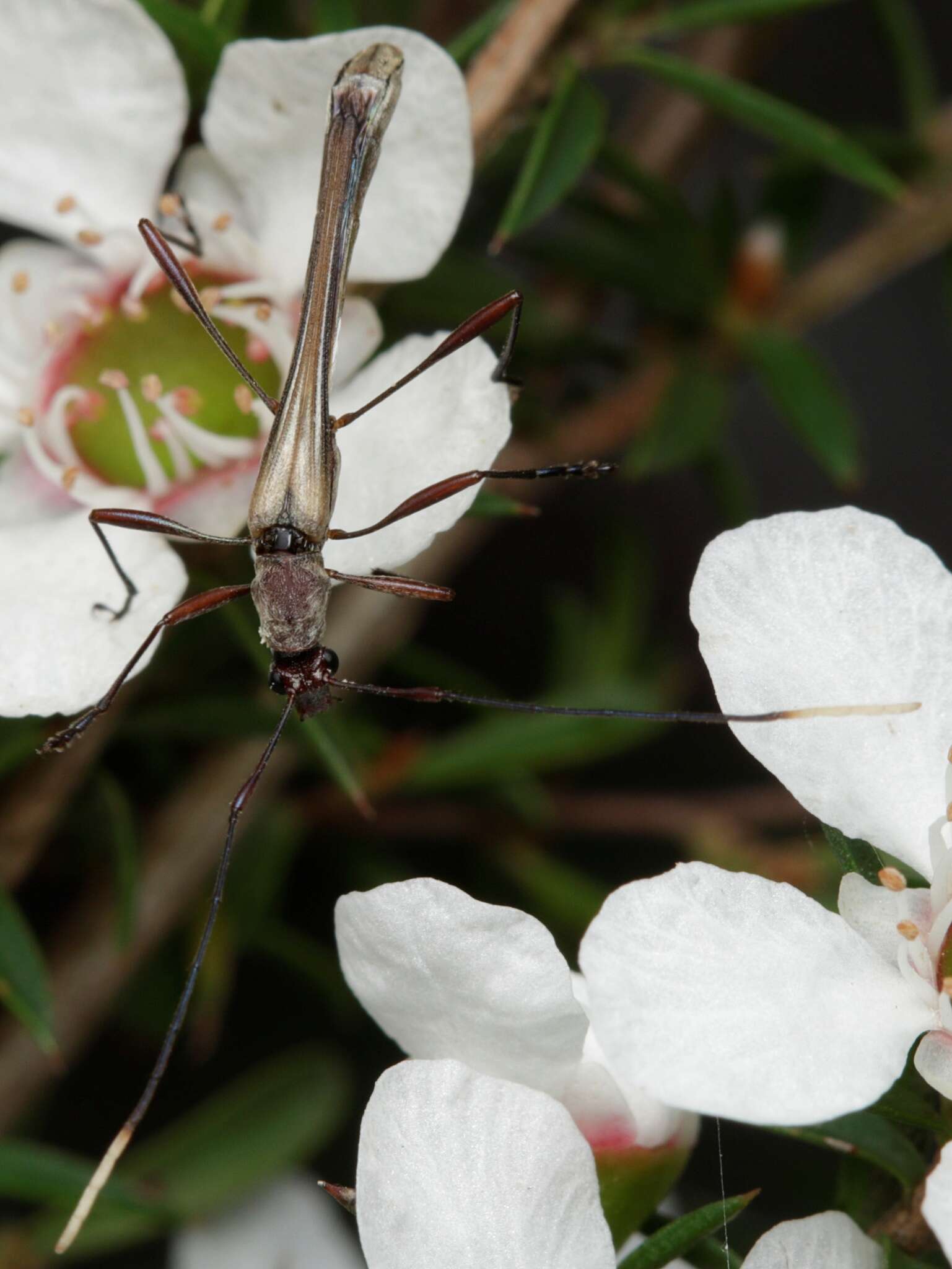 Image of Enchoptera apicalis Saunders 1850