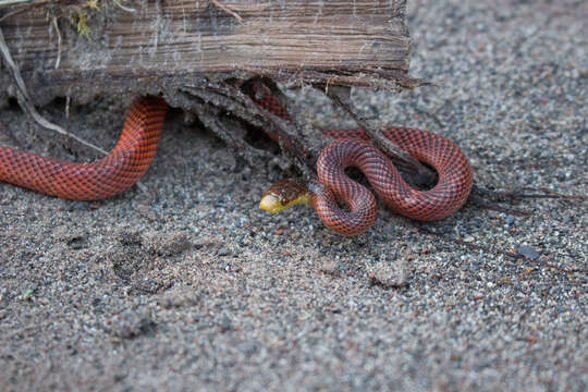 صورة Oxyrhopus formosus (Wied-Neuwied 1820)