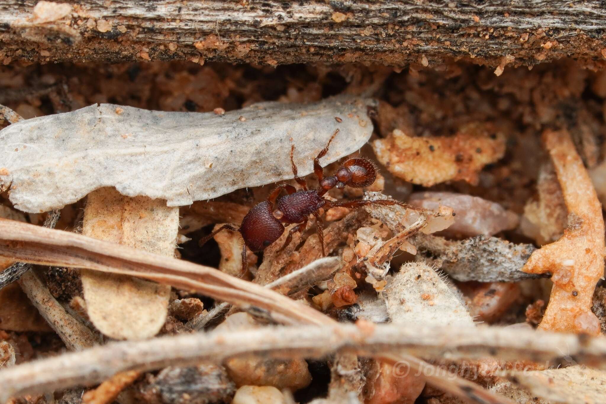 Image of Pogonomyrmex pima Wheeler 1909