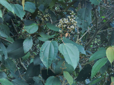 Image of Miconia caudata (Bonpl.) DC.