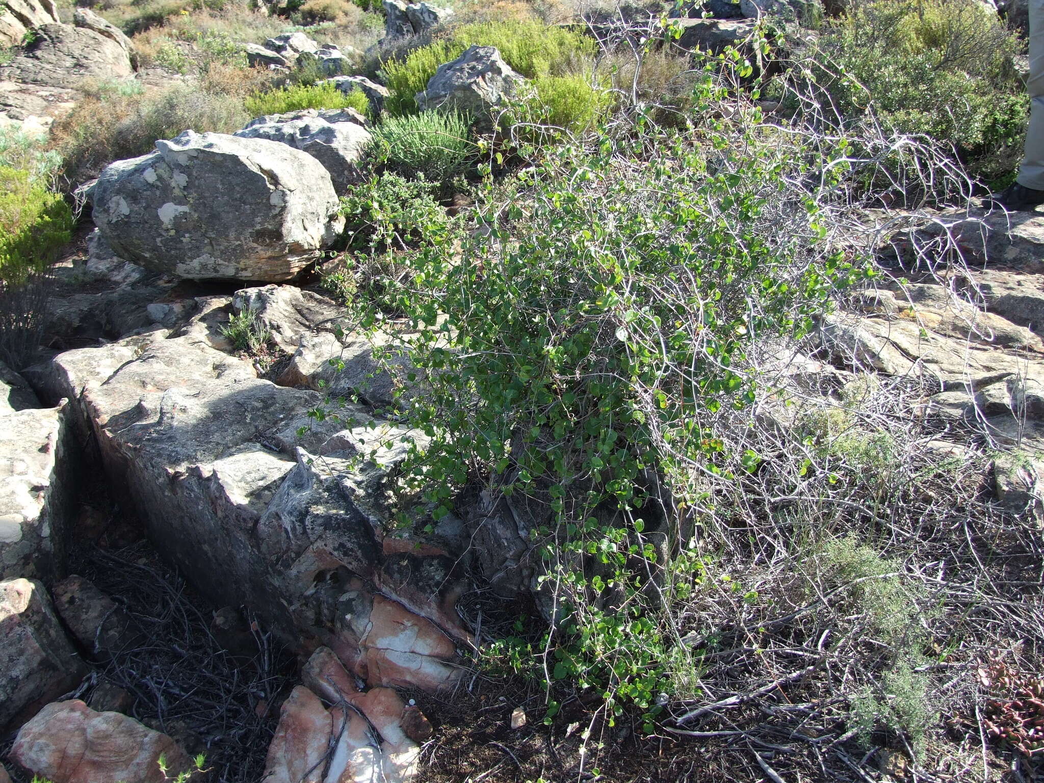 Image of hottentot-bread