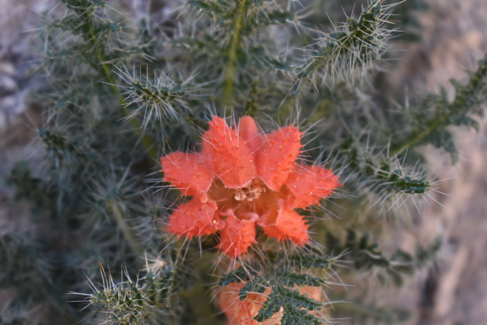 Image of Caiophora rosulata (Weddell) Urban & Gilg