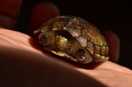 Image of Scorpion mud turtle