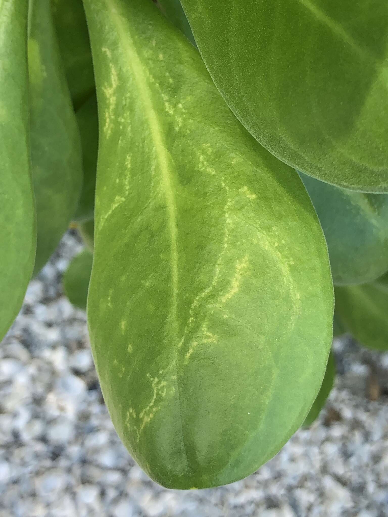 Image of Cucumber mosaic virus