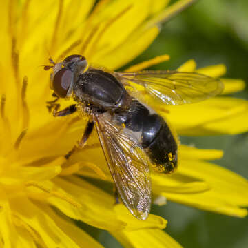 Image of <i>Anasimyia bilinearis</i>