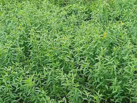 Image de Crotalaria juncea L.