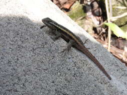 Image of Sceloporus variabilis olloporus Smith 1937