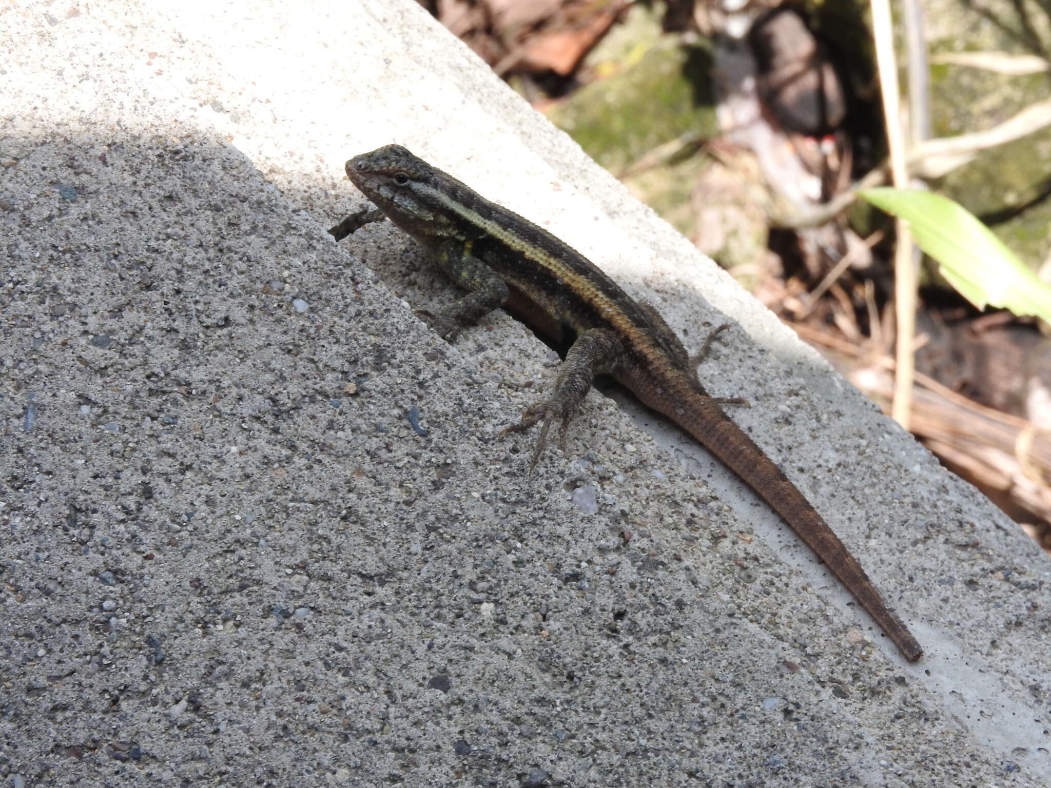 Image of Sceloporus variabilis olloporus Smith 1937