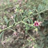 Image of Hermannia tomentosa (Turcz.) Schinz ex Engl.