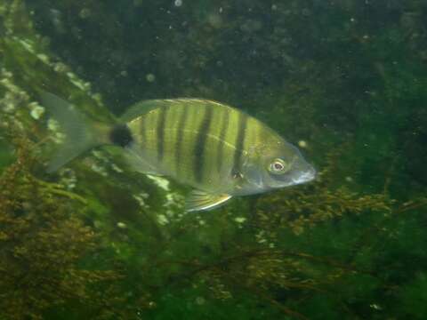 Image of Moroccan white seabream