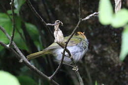 Image of Rufous-faced Warbler