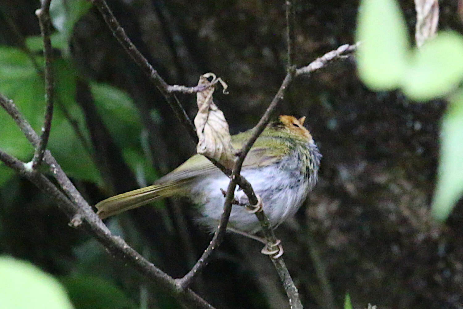 Image of Rufous-faced Warbler