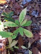 Image of Whorled Nodding-Aster