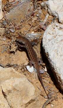 Plancia ëd Psammodromus occidentalis Fitze, Gonzalez-jimena, San-jose, San Mauro & Zardoya 2012