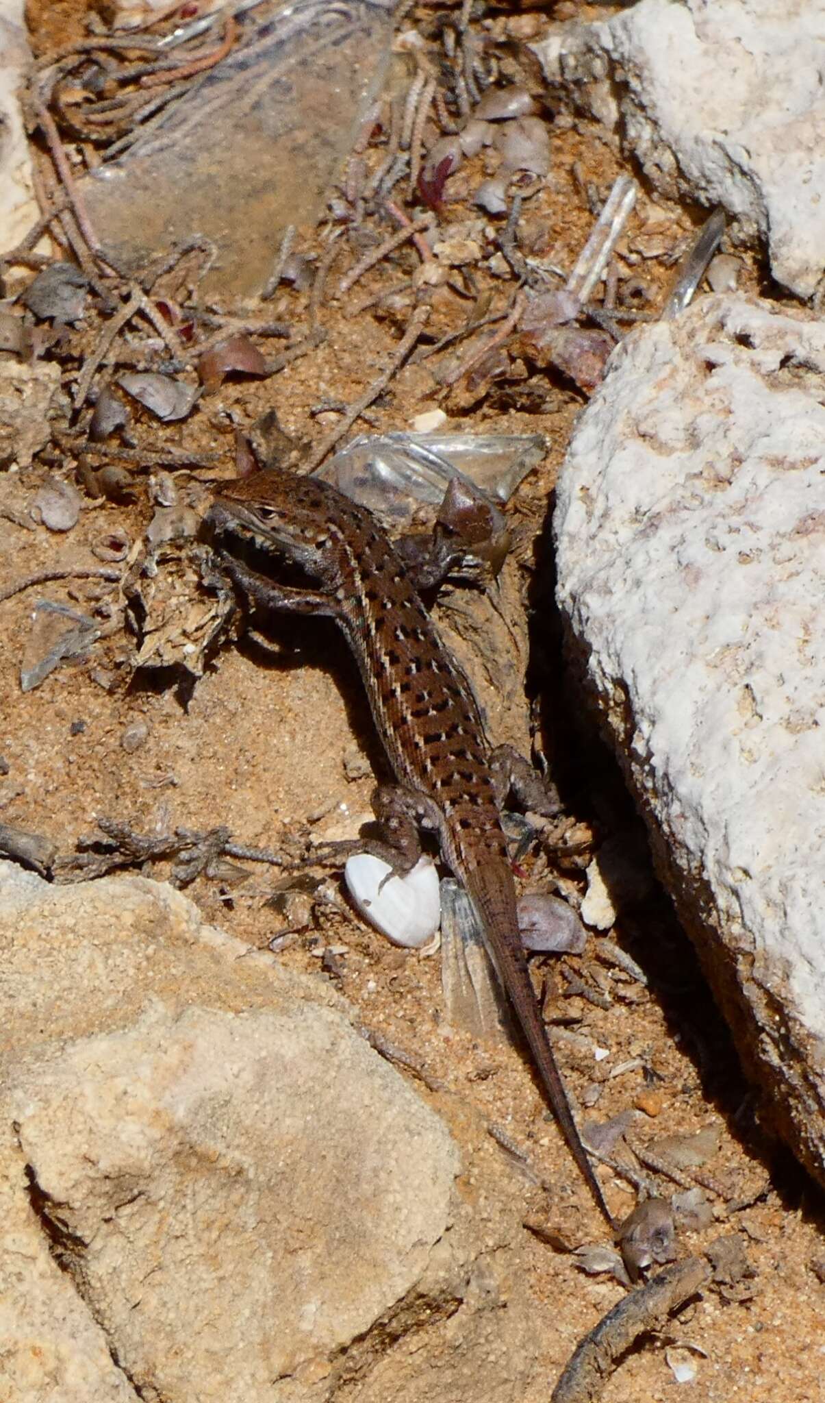 Image of Psammodromus occidentalis Fitze, Gonzalez-jimena, San-jose, San Mauro & Zardoya 2012