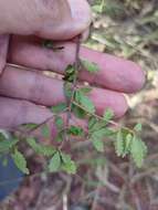 Imagem de Acalypha capillipes Müll. Arg.