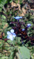 Imagem de Plumbago caerulea