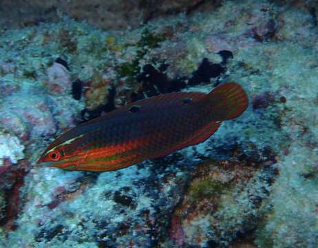 Image of Ornamental wrasse