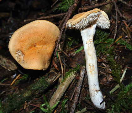 Image of <i>Hydnum umbilicatum</i> Peck 1902
