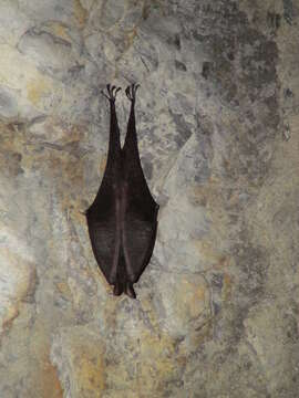 Image of Formosan Woolly Horseshoe Bat