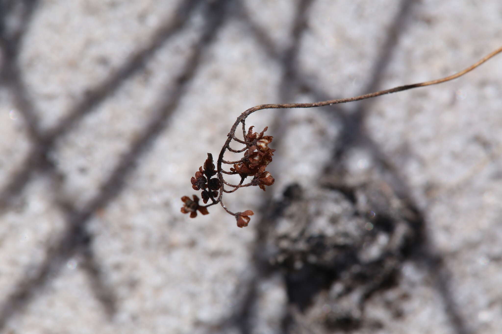 Image de Drosera eneabba N. Marchant & Lowrie