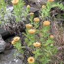 Image of Helichrysum milleri O. M. Hilliard