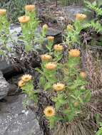 Image of Helichrysum milleri O. M. Hilliard