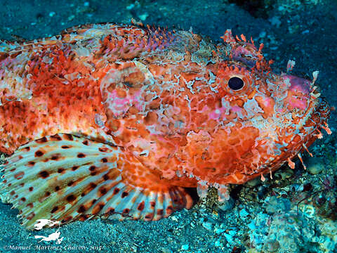 Image of Bigscale Scorpionfish